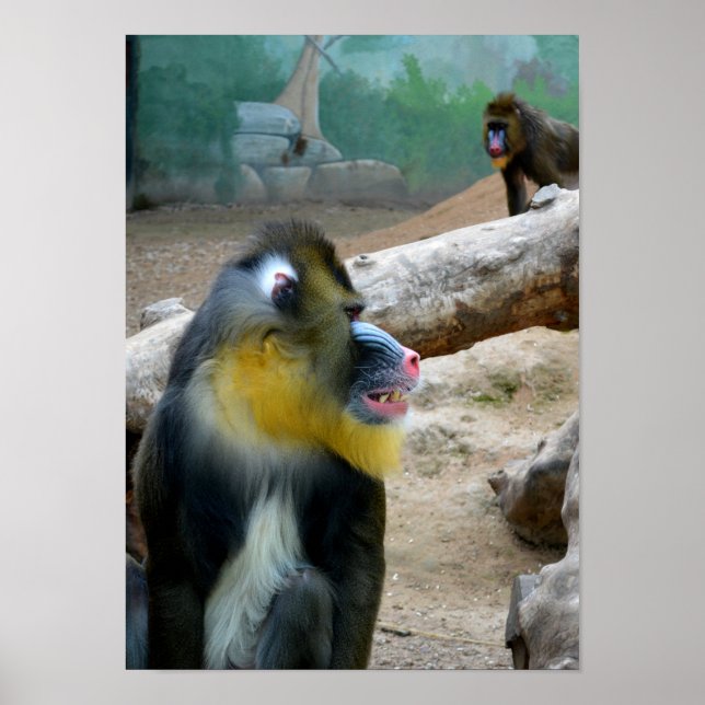Mandrills Poster (Front)
