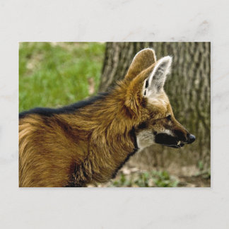 Maned Wolf 1529 Postcard