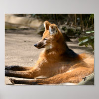 Maned Wolf lying on ground