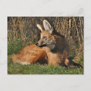 Maned wolf photo postcard