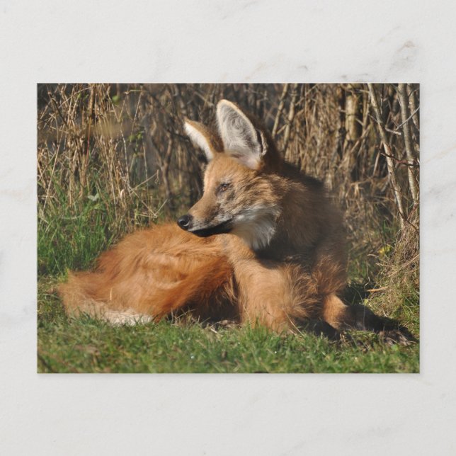Maned wolf photo postcard (Front)