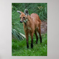 Maned Wolf