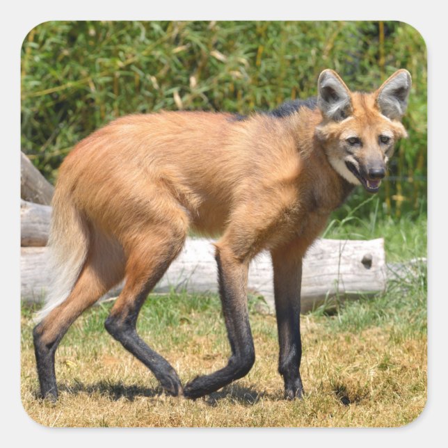 Maned Wolf walking on grass Square Sticker (Front)