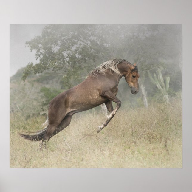 Mangalarga Marchador Stallion at Liberty Poster (Front)