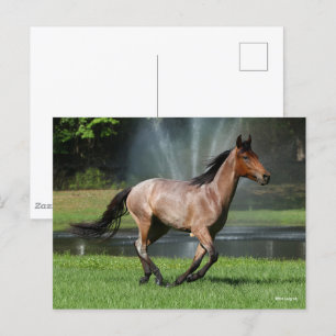 Mangalarga Running in Front of Fountain Postcard