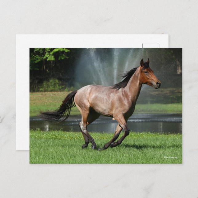 Mangalarga Running in Front of Fountain Postcard (Front/Back)