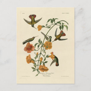 Mango Hummingbird from Audubon's Birds of America Postcard