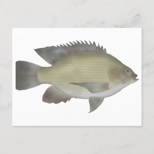 Mango Tilapia Postcard