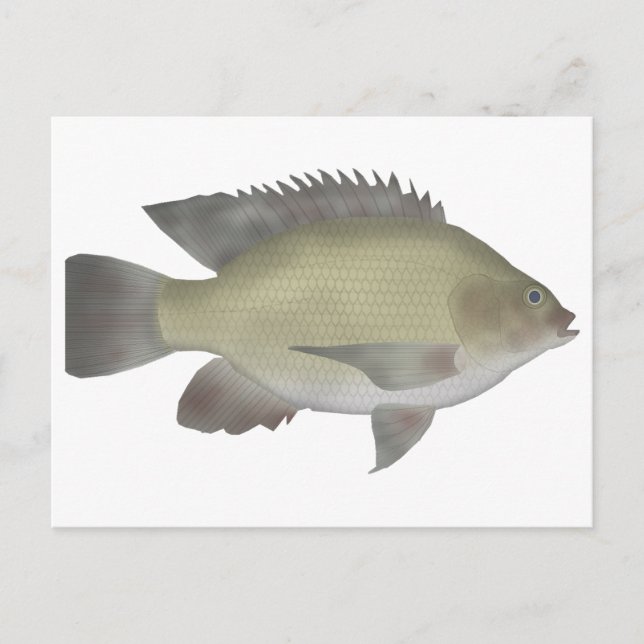 Mango Tilapia Postcard (Front)