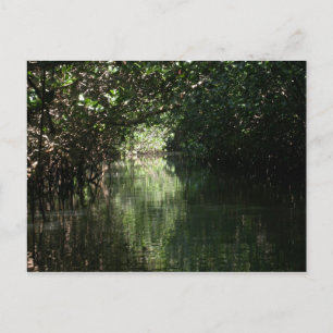 Mangrove Canopy, Tenacatita, Mexico Postcard