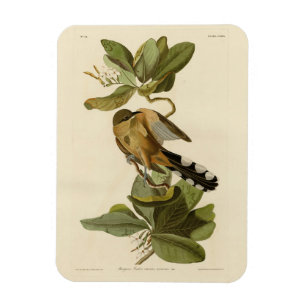 Mangrove Cuckoo from Audubon's Birds of America Magnet