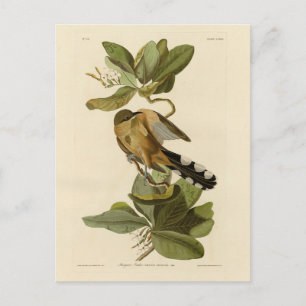 Mangrove Cuckoo from Audubon's Birds of America Postcard
