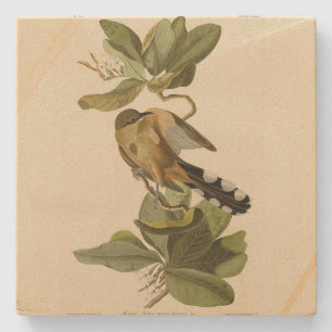 Mangrove Cuckoo from Audubon's Birds of America Stone Coaster