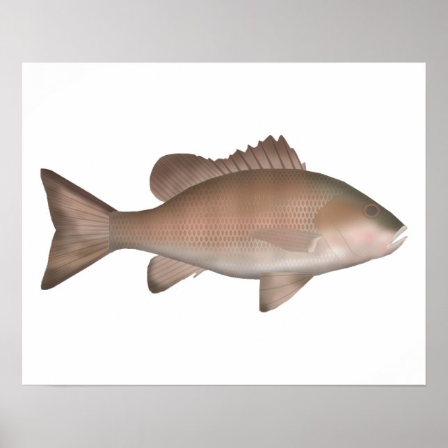 Mangrove Jack Poster (Front)