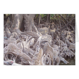 Mangrove Roots