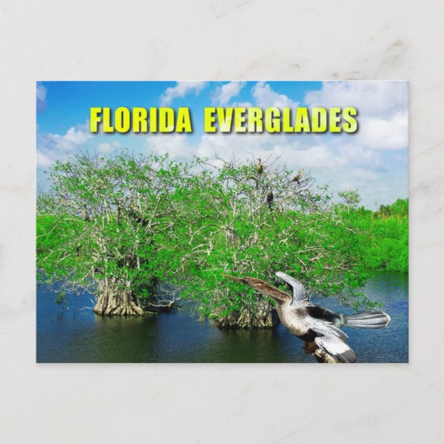 Mangrove Trees & Anhinga, Florida Everglades Postcard (Front)