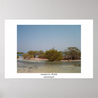 mangroves, florida poster