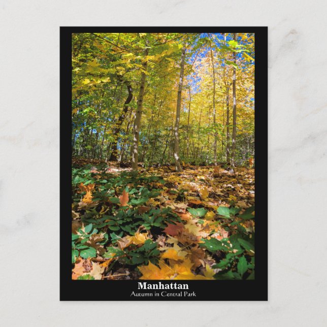 Manhattan, Autumn in Central Park Postcard (Front)