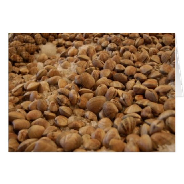 manila clams (Front Horizontal)