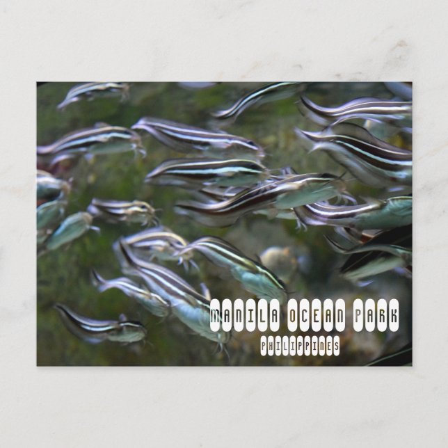 Manila Ocean Park Postcard (Front)