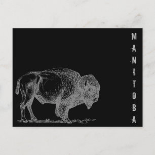 Manitoba Bison Postcard