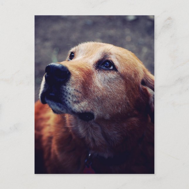 Man's Best Friend Postcard (Front)