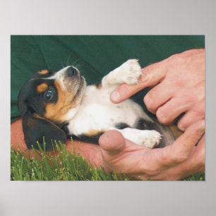 Man's Best Friend Poster