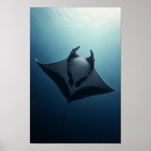 Manta Ray Gliding Through Deep Blue Ocean Wildlife Poster