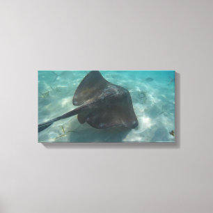MANTA RAY ON CANVAS 20 "x 16" Print