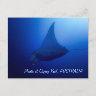 Manta Ray Postcard