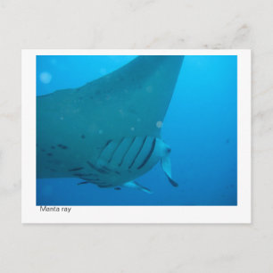 manta ray postcard - 02