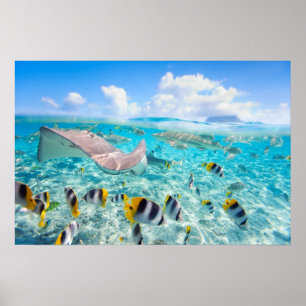 Manta Ray Poster