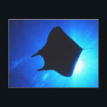 Manta Ray Silhouette Postcard<br><div class="desc">This is a photograph of a Manta Ray Silhouette.</div>