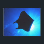 Manta Ray Silhouette Postcard<br><div class="desc">This is a photograph of a Manta Ray Silhouette.</div>