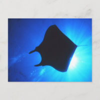 Manta Ray Silhouette