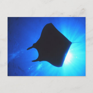 Manta Ray Silhouette Postcard