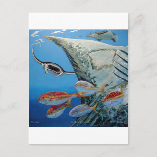manta rays postcard