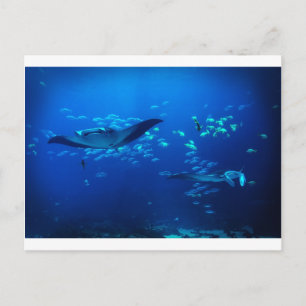 Manta Rays Postcard