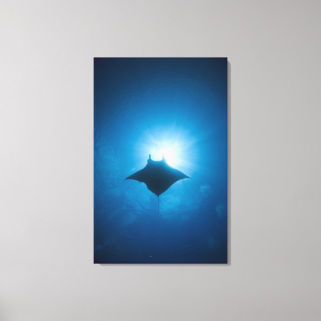 Manta swimming underwater canvas print (Front)