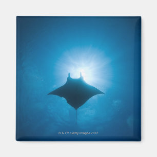 Manta swimming underwater magnet