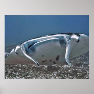 Manta Up Close Poster