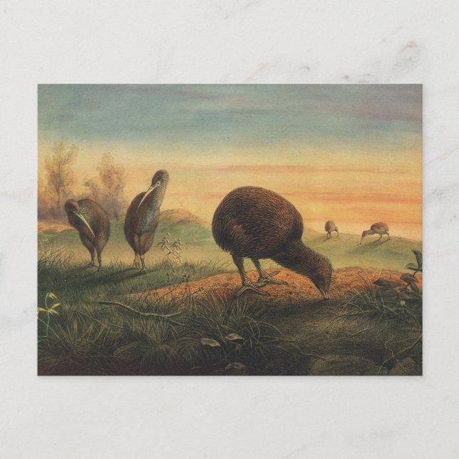 Mantell’s Apteryx by Joseph Wolf Postcard (Front)