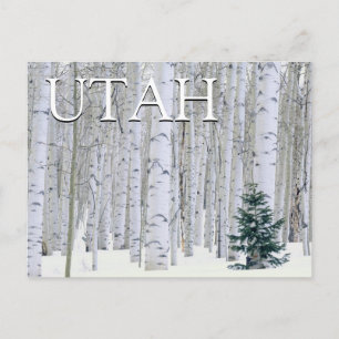Manti-LaSal National Forest, Utah Postcard