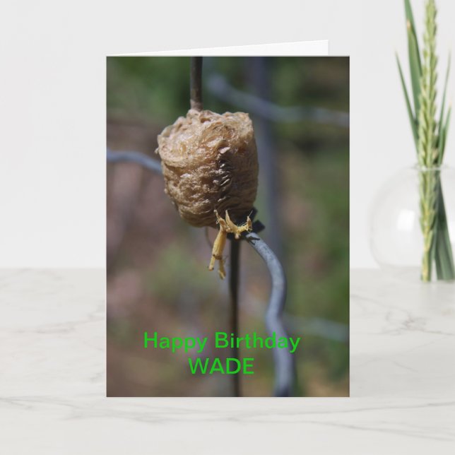 Mantis Nest Closeup Birthday Card (Front)