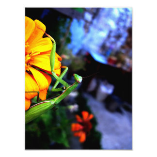 mantis photo print