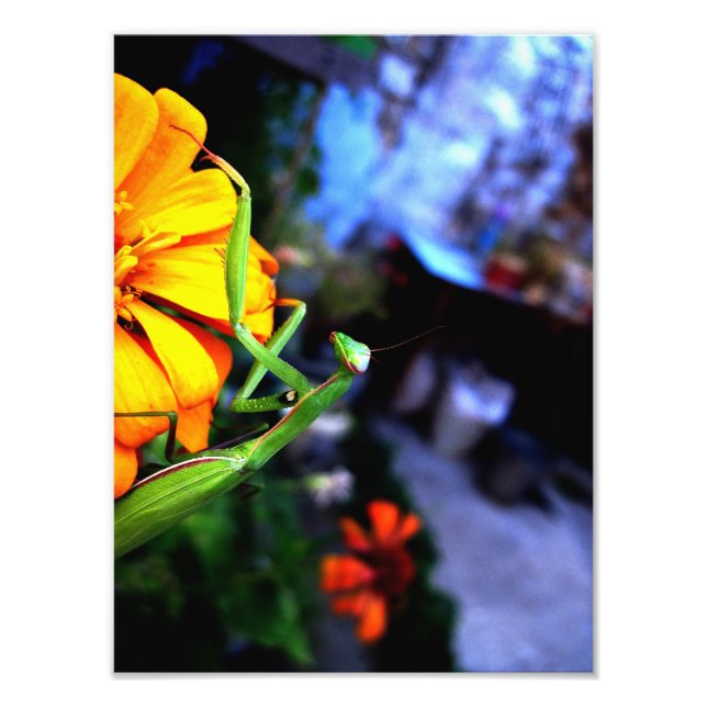mantis photo print (Front)