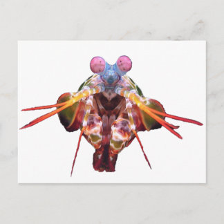 mantis postcard