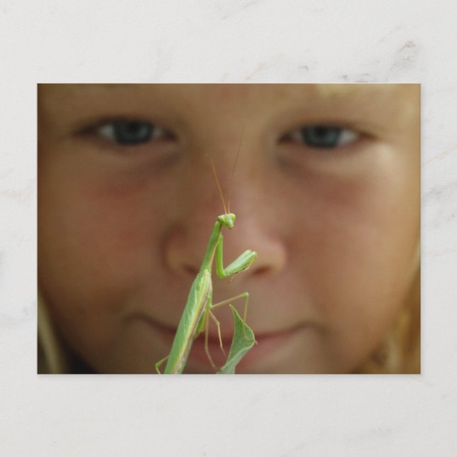 Mantis religiosa postcard (Front)
