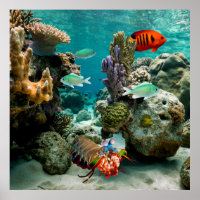 Mantis Shrimp Angelfish Saltwater Reef Fish