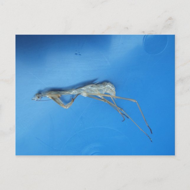 Mantis Skin ~ postcard (Front)